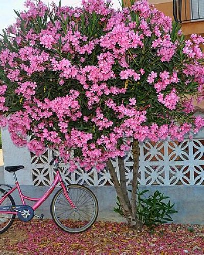 Adelfa_con_bici_rosa_(15937021211)